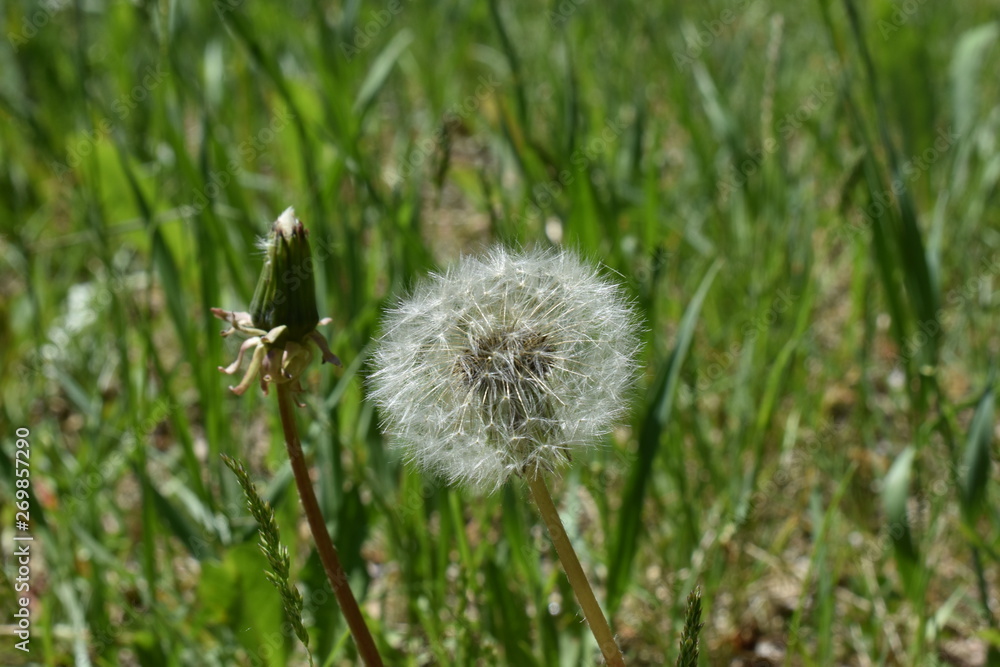 dandelion fluffy, white