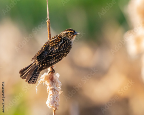 Female Red-winged Blackbird (Agelaius phoeniceus) perching on a cattail in South Dakota