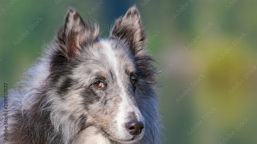Blue-merle Shetland Sheepdog portrait