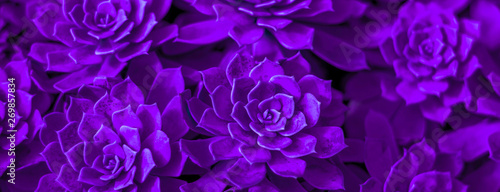 Background of succulent. Photo processing in purple style