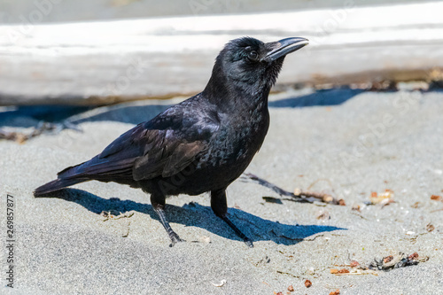 Common Raven (Corvus corax) on a beach at Fort Worden State Park in Washington.  © Linda