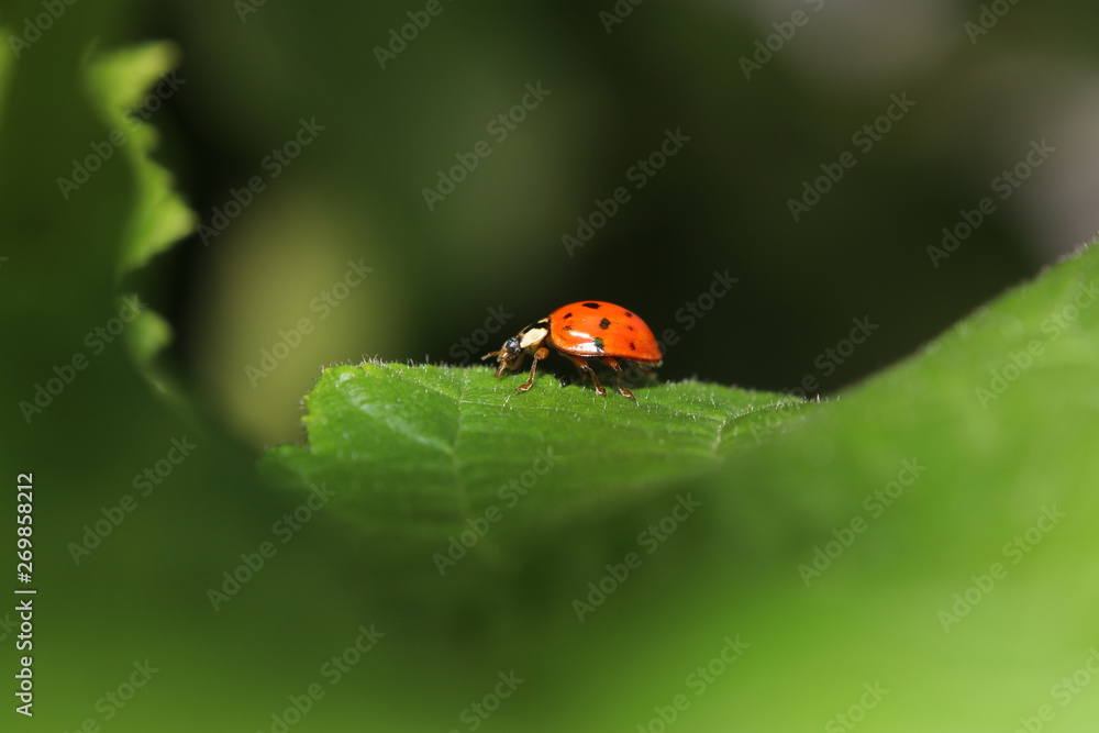 Fototapeta premium Unknown beetle on a leaf in the garden in Germany