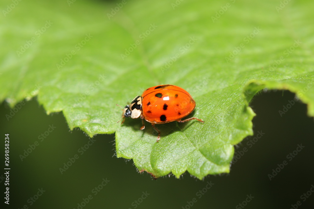 Unknown beetle on a leaf in the garden in Germany Unknown beetle on a leaf in the garden in Germany