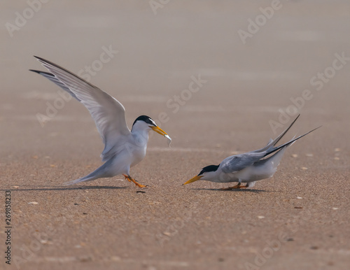 Least Terns courtin on a beach in Anastasia State Park in Florida photo