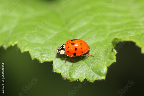 Unknown beetle on a leaf in the garden in Germany © helfei