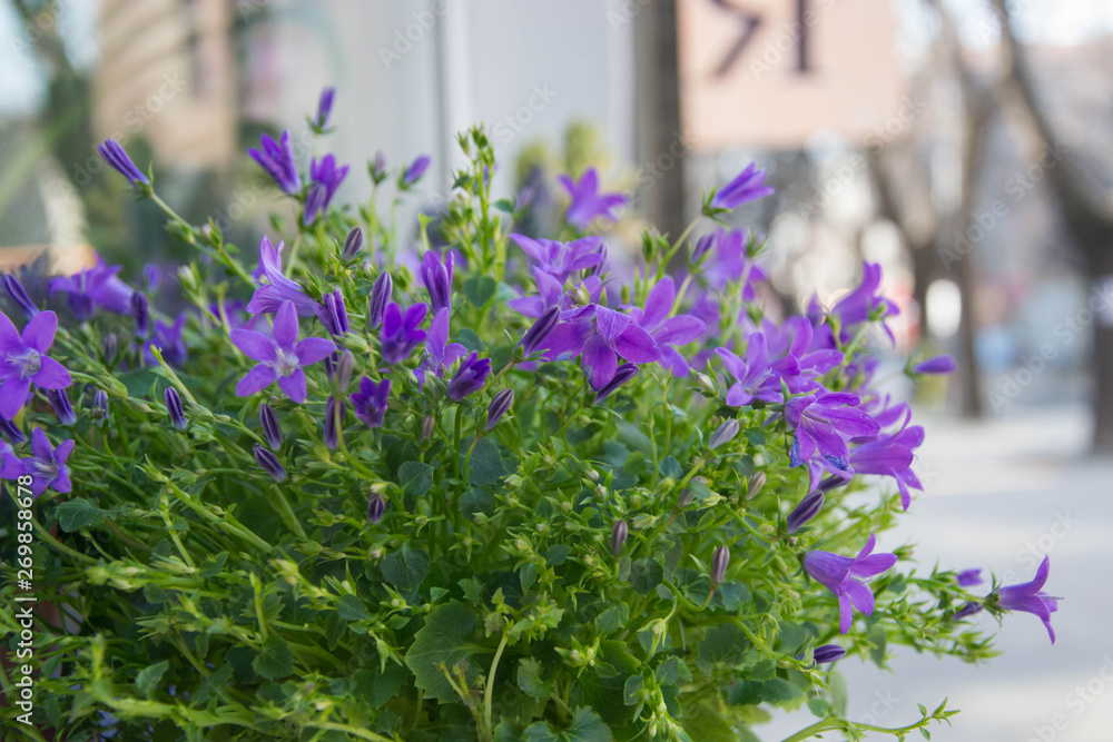 Naklejka premium Blooming potted Campanula muralis flowers on a shelf in a flower shop, campanula americana blossom, or violet bellflowers for garden and decoration, floral background