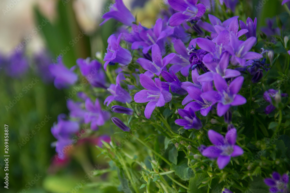 Blooming potted Campanula muralis flowers on a shelf in a flower shop, campanula americana blossom, or violet bellflowers for garden and decoration, floral background