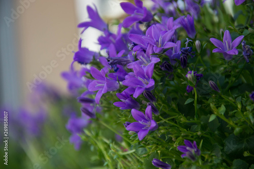 Blooming potted Campanula muralis flowers on a shelf in a flower shop  campanula americana blossom  or violet bellflowers for garden and decoration  floral background