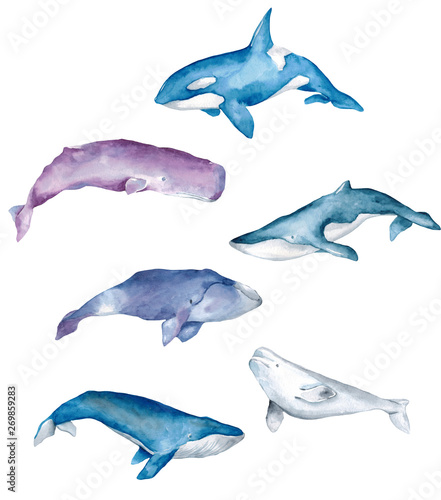 Watercolor painted whales set isolated on white background. Hand drawn watercolor illustration of marine inhabitants for design