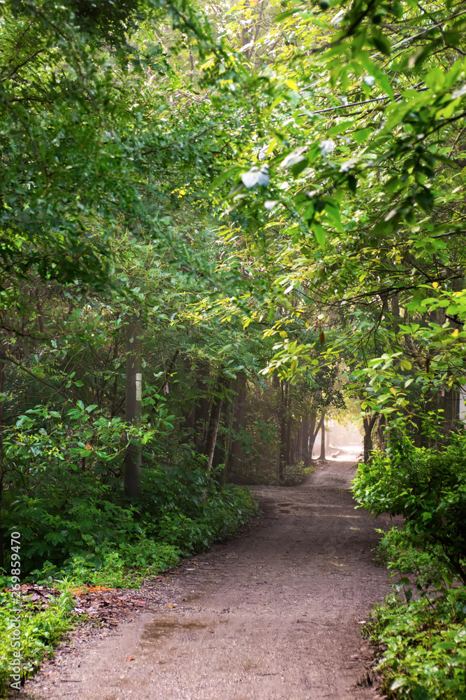 A country road in the woods, in the early morning.Qionglai county, Chengdu city, Sichuan prov. China.