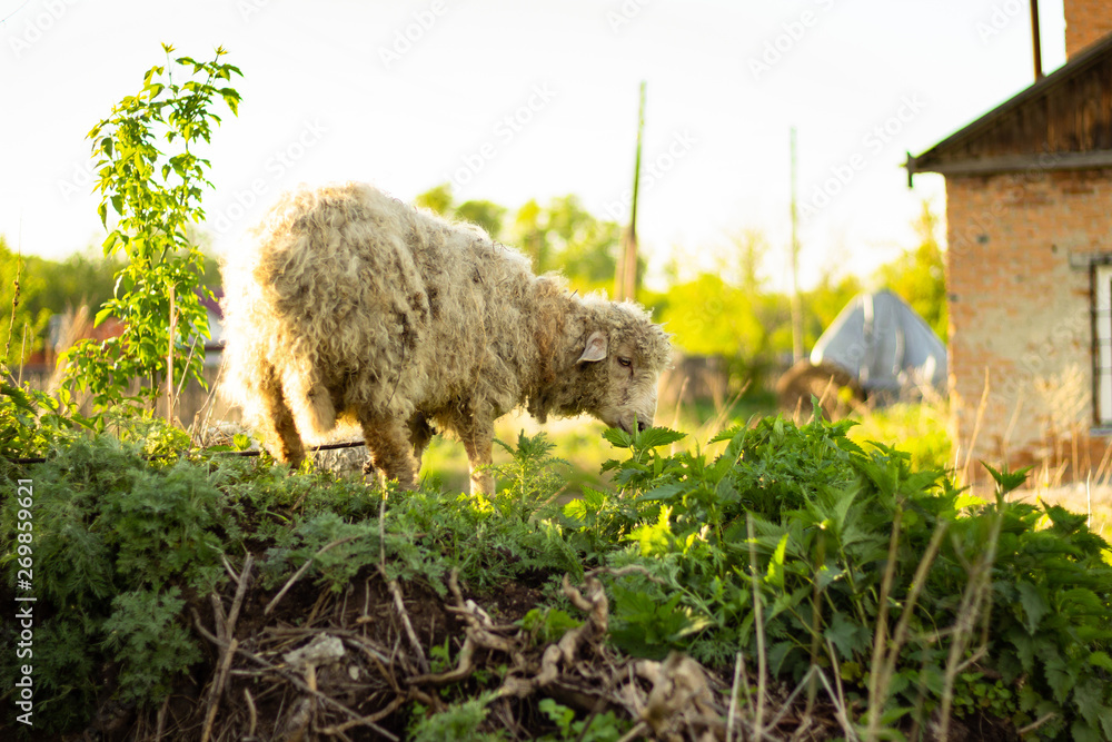 Fototapeta premium the sheep sniffs the grass farm