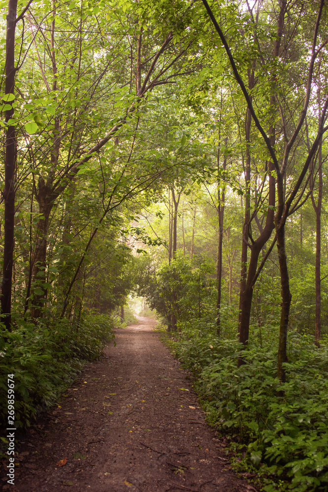 A country road in the woods, in the early morning.Qionglai county, Chengdu city, Sichuan prov. China. A country road in the woods, in the early morning.Qionglai county, Chengdu city, Sichuan prov. China.