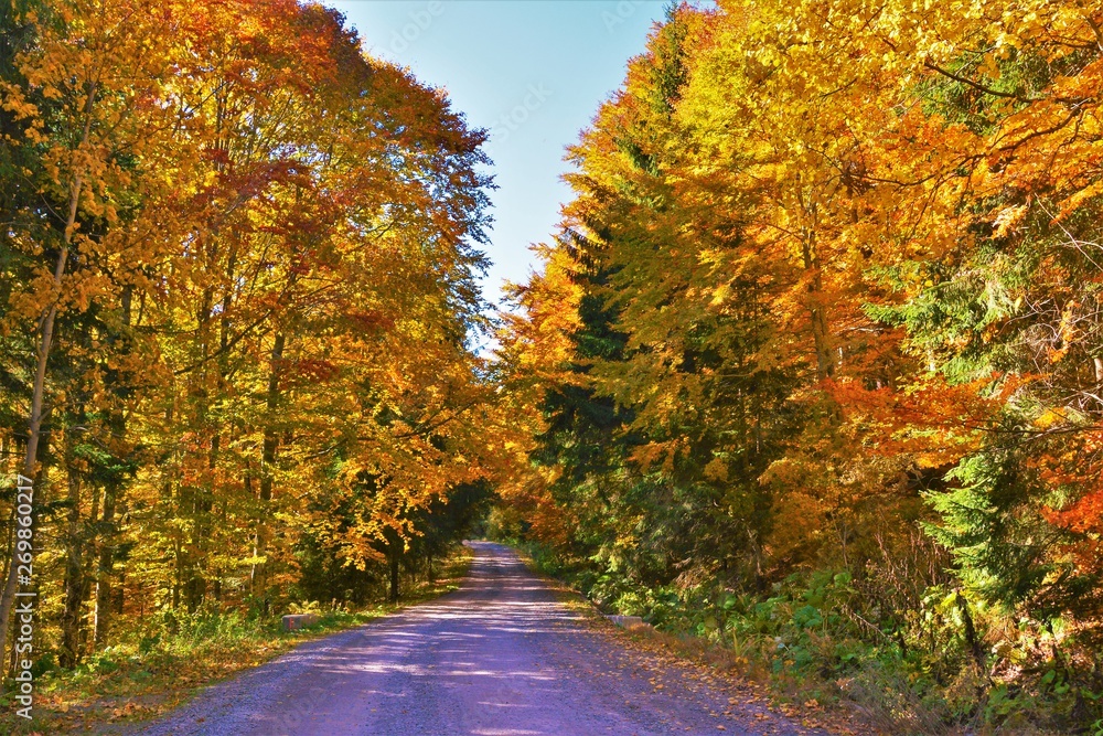 a road through the fall forest a road through the fall forest