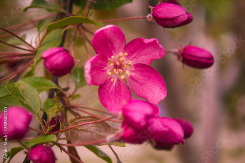 Fototapeta Naklejka Na Ścianę i Meble -  flower, pink, nature, garden, plant, blossom, bloom, 