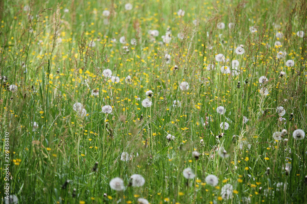 dandelions meadow background dandelions meadow background