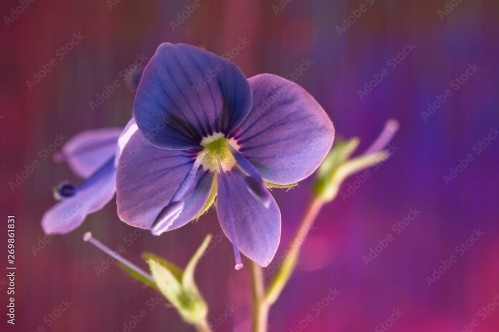 Purple flower of veronica persian close-up Purple flower of veronica persian close-up