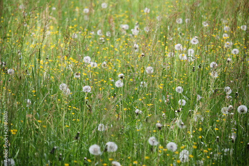dandelions meadow background