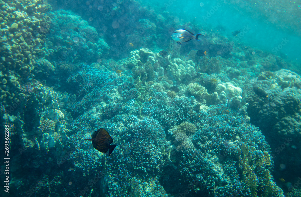 Fototapeta premium sea fish near coral, underwater