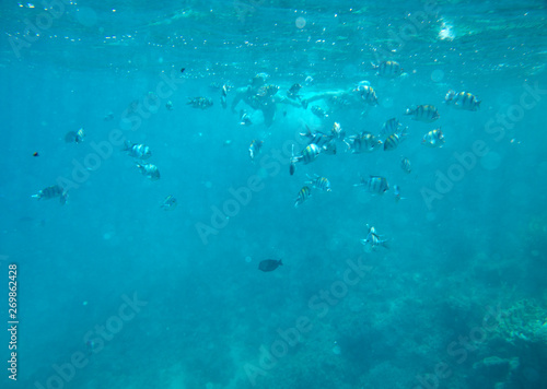 sea fish near coral, underwater