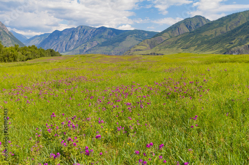 Flower valley in Mountains Altai. Beautiful summer landscape. Clouse up.