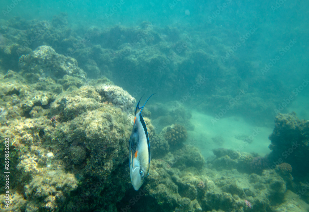 Fototapeta premium sea fish near coral, underwater