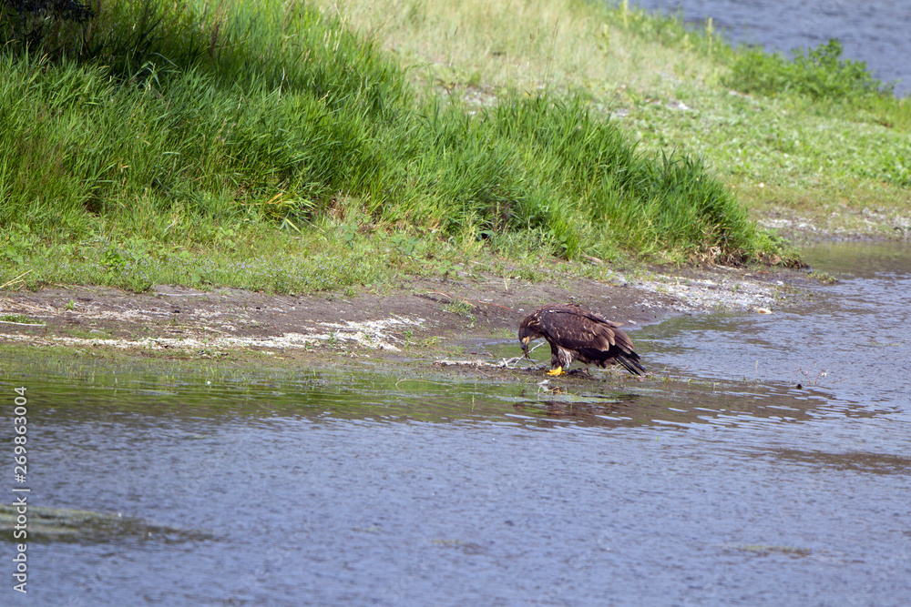 Fototapeta premium Young Golden Eagle on the banks of the Missouri River in Montana
