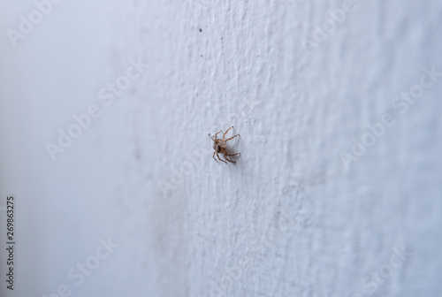small jumping spider on white wall, spider in house