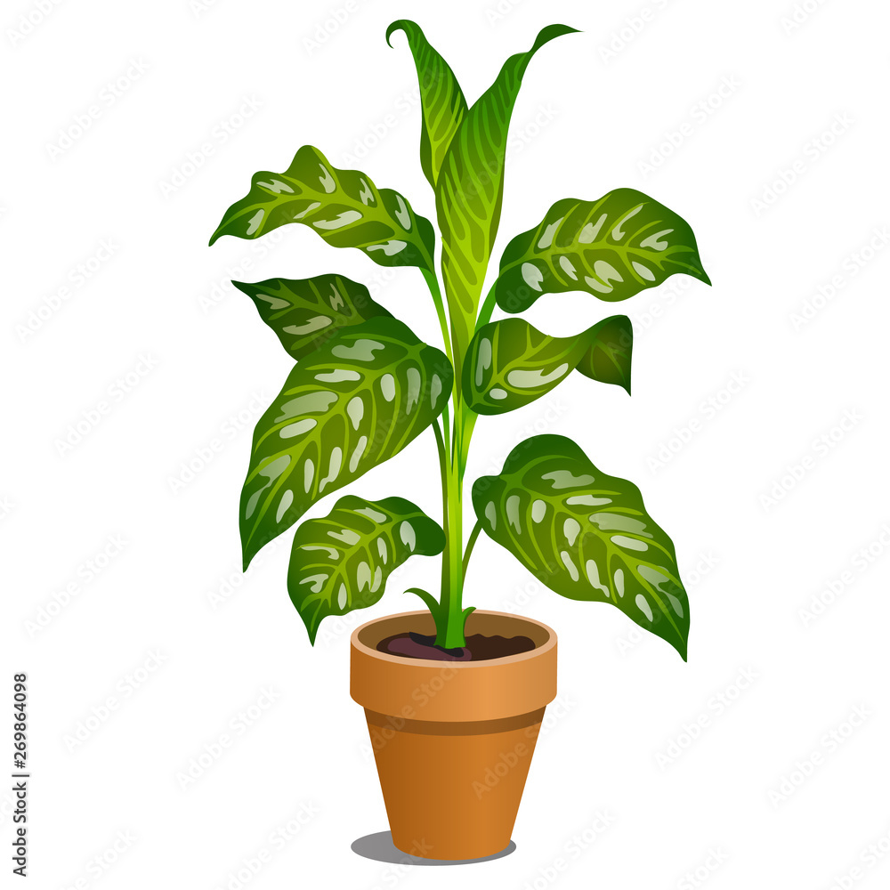 Office potted dieffenbachia tree isolated on white background. Ornamental poisonous plant. Vector cartoon close-up illustration.