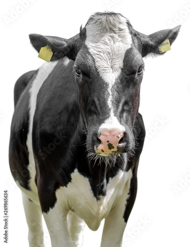 Holstein cow on a white background