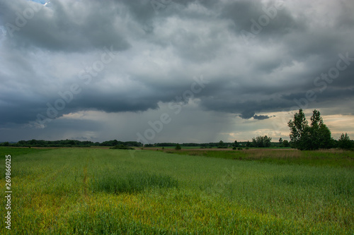 Green ripening field  horizon and rainy gray sky