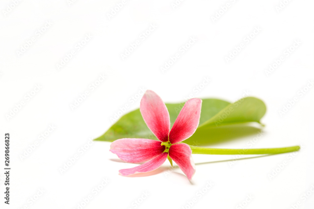 Cute little flower and green leave on white background for copy space, natural light background concept Cute little flower and green leave on white background for copy space, natural light background concept
