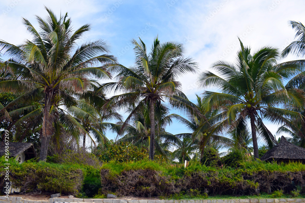 Coconut palms on the beach. Beautiful beach on the island. Bungalows surrounded by tropical gardens. Exotic landscapes