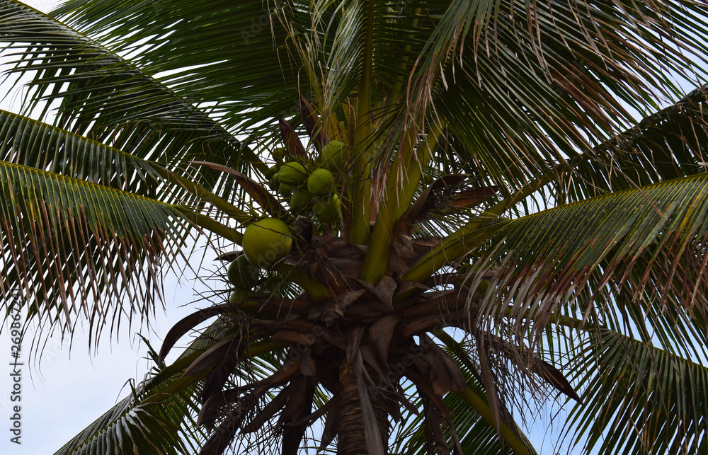 Obraz premium Coconut palm