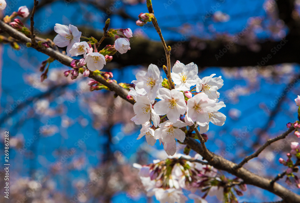 Beautiful Cherry blossom or sakura in old downtown Kyoto, Japan Beautiful Cherry blossom or sakura in old downtown Kyoto, Japan