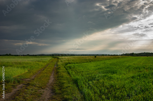 Dirt road through green young fields  horizon and storm clouds