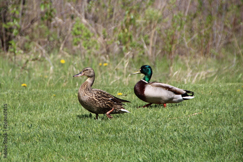 Mallards On The Grass, Gold Bar Park, Edmonton, Alberta Mallards On The Grass, Gold Bar Park, Edmonton, Alberta