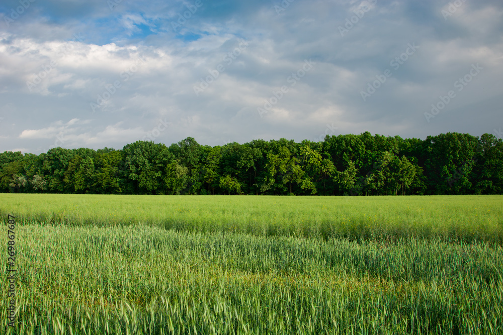 Green growing cereal, forest and gray sky Green growing cereal, forest and gray sky