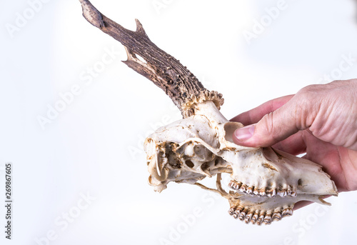 Young deer skull on a white background