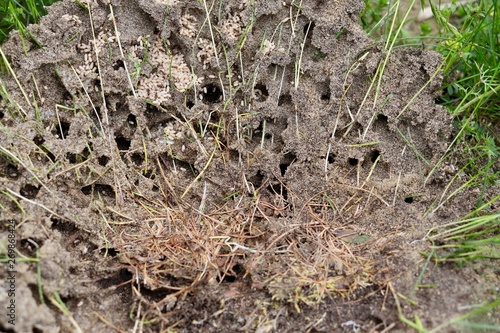 Ameisennest in einem Garten