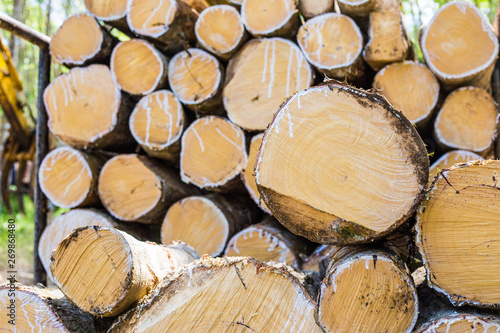 Foto Para rubber tree lumber logging industrial