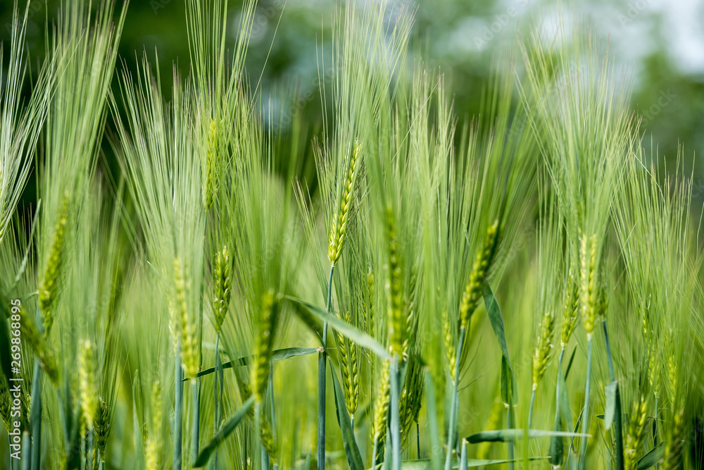Agriculture: Fresh green cornfield on a sunny day, springtime Agriculture: Fresh green cornfield on a sunny day, springtime