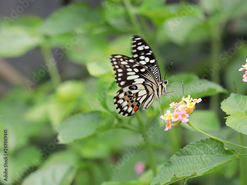 beautiful butterfly on weeping lantana