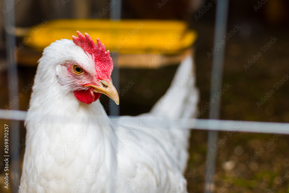 white chicken in a cage close-up