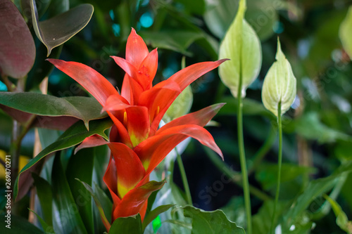 Droophead tufted airplant draw close up of bromeliad flower. Green leaves. background blurred
