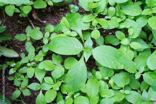 Close up Growing green vegetables