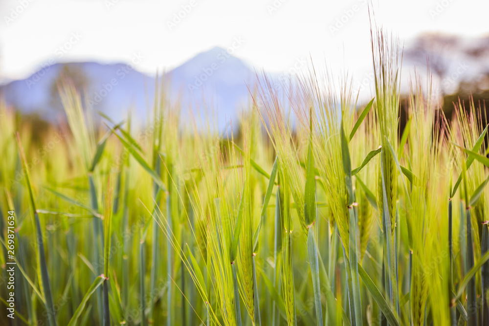 Agriculture: Fresh green cornfield on a sunny day, springtime