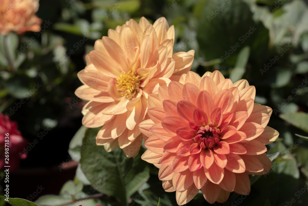 Close-up of garden Dahlia flower. Colors and green leaves in orange and red tones. Close-up of garden Dahlia flower. Colors and green leaves in orange and red tones.