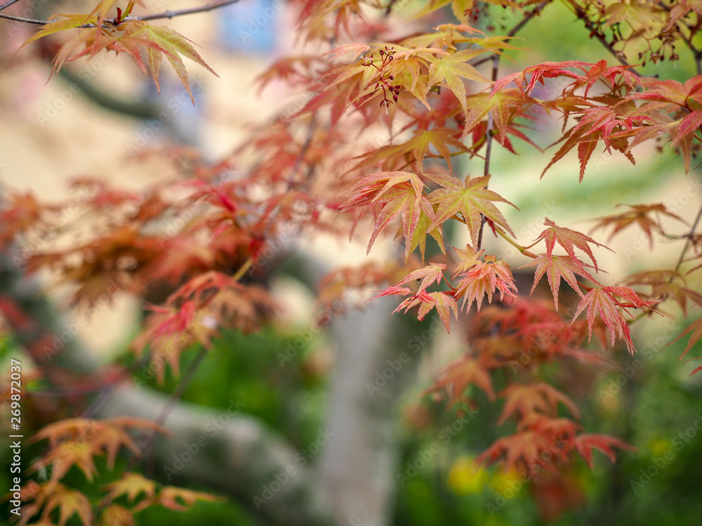 The color chenging maple leaves is the symbol of autumn season. The color chenging maple leaves is the symbol of autumn season.