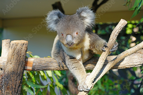 Photography A koala on a eucalyptus gum tree in Australia