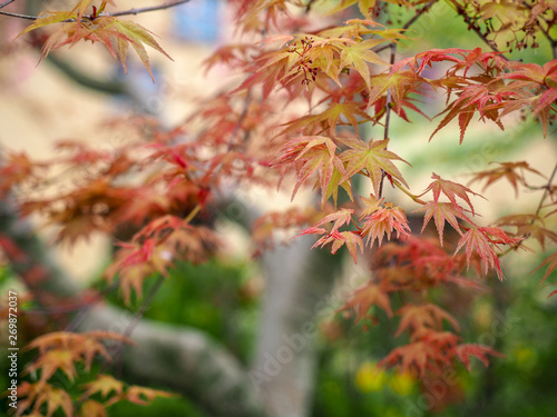 The color chenging maple leaves is the symbol of autumn season.